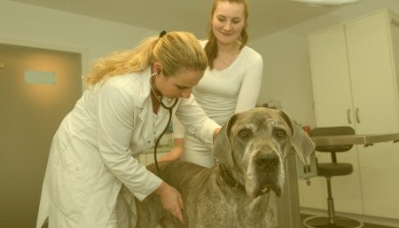 header Tierarztpraxis Dr. Kosinc